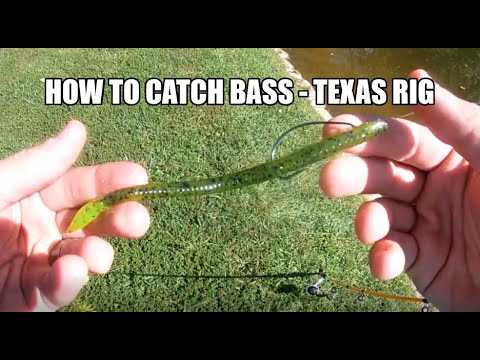How To Catch Bass Using A Texas Rig