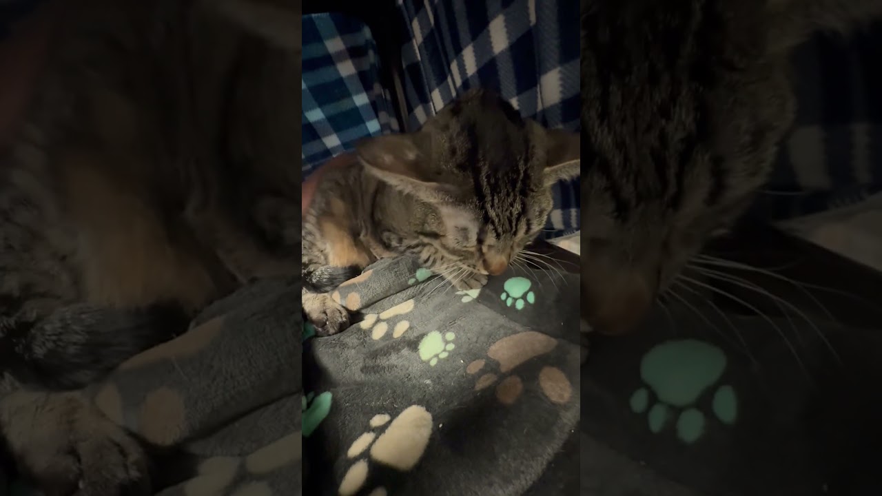 Enlarge Mazie - Waiting for her moment to shine!, a ADOPTABLE Domestic Short Hair in Oshkosh, WI video 4/4