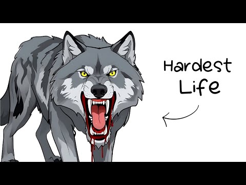 Why It Sucks To Be Born As A Wolf