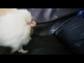 Linny The Guinea Pig Part 3