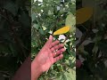 Reviewing The Dorsett Golden Anna Apple Tree They Are Massive