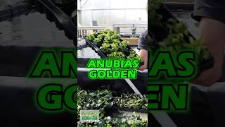 Download lagu Wanna See A Rad Plant? ANUBIAS GOLDEN! mp3