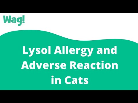 Lysol Allergy and Adverse Reaction in Cats | Wag!