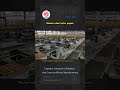 Balance Wheel Sorter