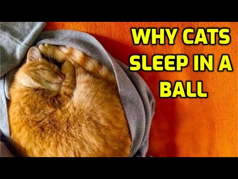 Why Do Cats Sleep Curled Up In A Ball?