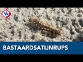 De bastaardsatijnrups is terug op het Westlandse strand - OMROEP WEST