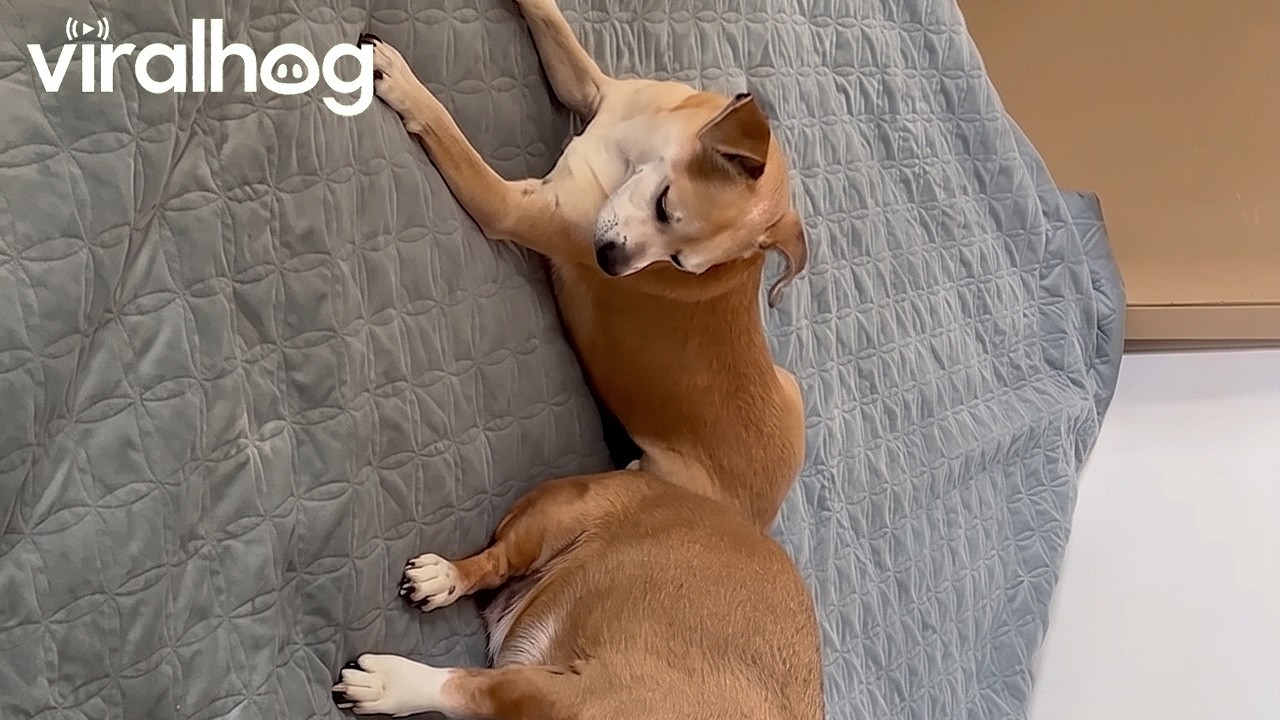 Two Goofy Dogs Playing on an Inflatable Mattress || ViralHog