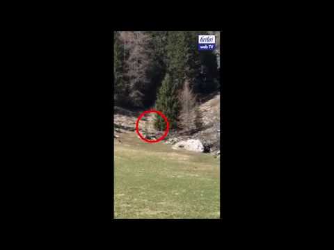 Avvistato un orso a Splüga in Valposchiavo