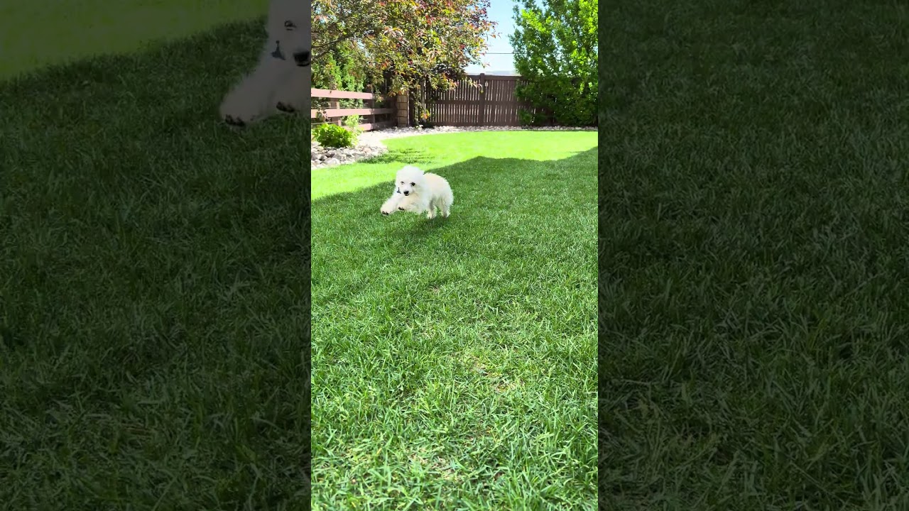 Enlarge Fiona, a ADOPTABLE mixed breed in Fort Collins, CO video 6/6