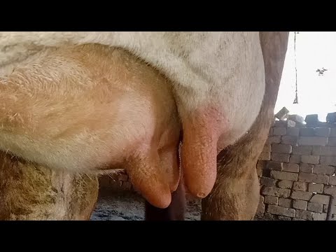 , title : 'Treatment of Leptospirosis Mastitis in Cows l Flabby Udder mastitis| पिलपिला थन मास्टिटिस l Dr ikram'