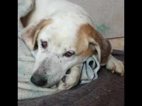 SOKAKTAKI DOSTLARIMIZI UNUTMAYALIM💙🐕🐾