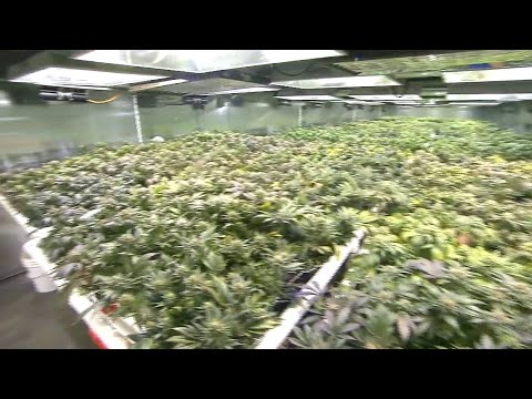 NJ Recreational Marijuana Latest