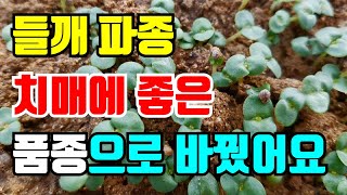 치매에 좋은 들깨로 심어요 이왕심는거 몸에 더 좋은걸로