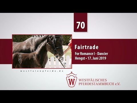 70 Fairtrade Hengst v. For Romance I -  Dancier