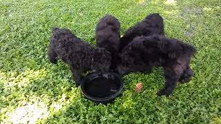 Video preview image #2 Bouvier Des Flandres-Poodle (Standard) Mix Puppy For Sale in LAKELAND, FL, USA