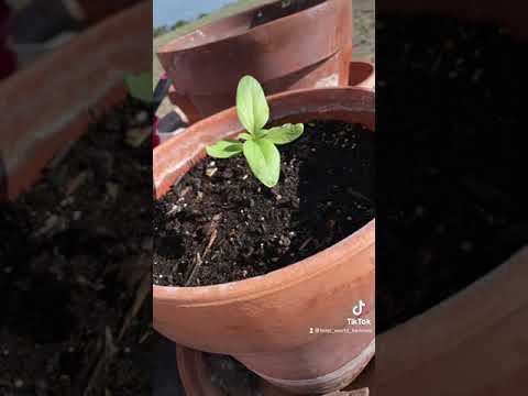 3 week old sunflower time lapse