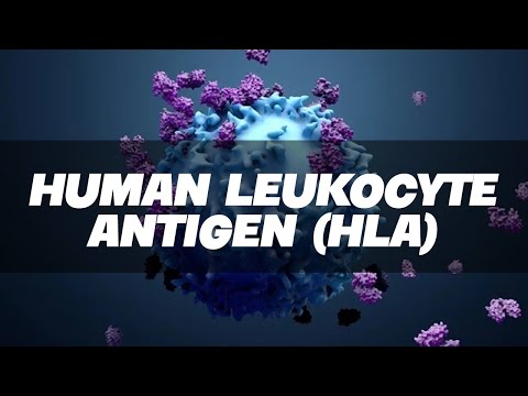 HLA - Human Leukocyte Antigen Simplified - Immunology