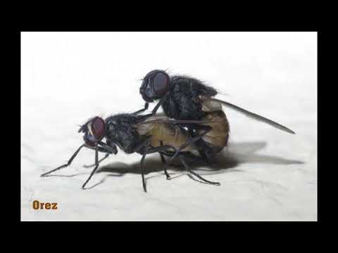 Fallobzt & Flowkost - Stubenfliege