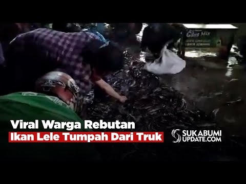 Viral Warga Rebutan Ikan Lele Tumpah Dari Truk