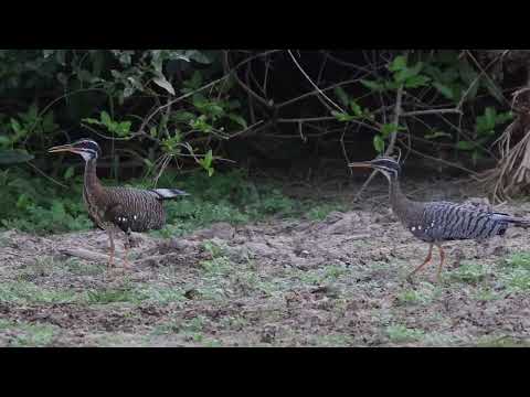 Cortejo de casal de pavãozinho-do-pará (Eurypyga helias) em Luiz Alves (São Miguel do Araguaia/GO)