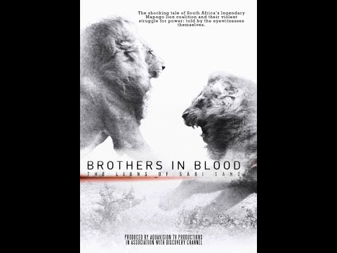 Brothers in Blood: The Lions of Sabi Sand - Mapogos Full Documentary (2015)