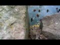 Detroit Zoo