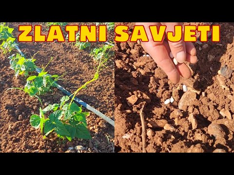 Sadnja mahuna/boranije – Savjeti koji garantuju vrhunski urod!