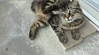 【動画③】毎日ベランダにやってくるかわいいネコさんの記録「猫じゃらしで眠る」
