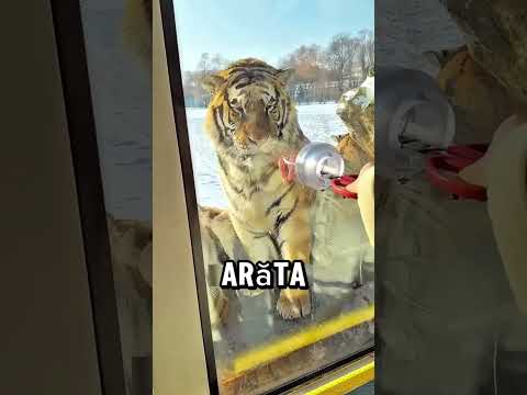 El voia să le dea carne tigrilor, dar ei erau deja obosiți.”