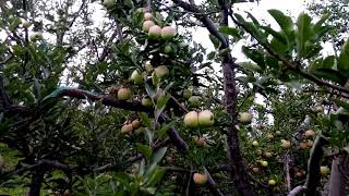 preview picture of video 'A view of Apple Orchid in Kotkhai(Shimla) of Himachal Pradesh'