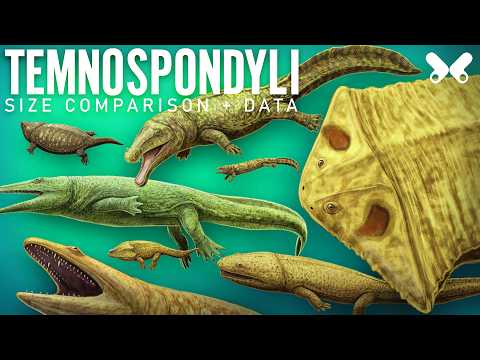 TEMNOSPONDYLI. The Giant Amphibians. Size comparison ...
