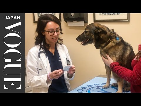 獣医の1日のお仕事＆美容・ウェルネスルーティン。| Work It | VOGUE JAPAN