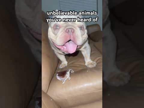 Unbelievable animals you’ve never heard of