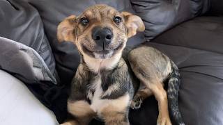 When You Have The Most Polite Dog You'll Ever See 🐶 Cute Dog Videos