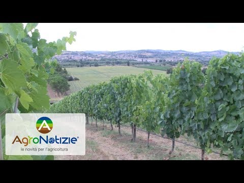 Grape Field Tour 2017, la parola all'agricoltore