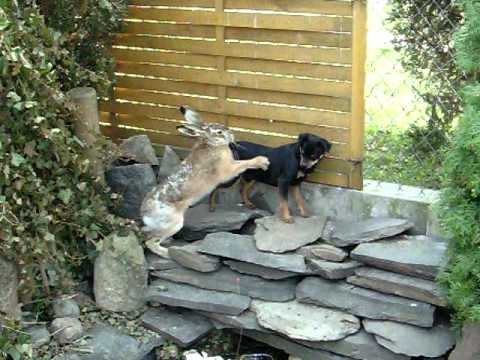 Wilk i zając prawdziwa historia cz.I