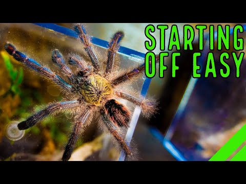 Top 10 Beginner Tarantulas YOU Overlooked!
