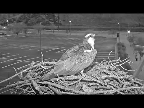 Iris The Osprey Returns To Her Nest In Hellgate Canyon! – April 5, 2024