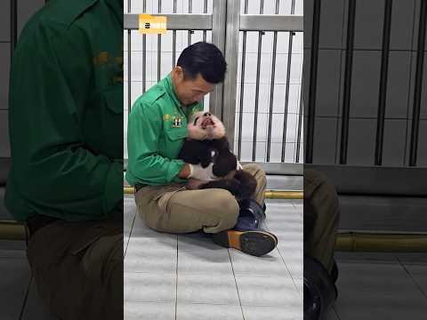 나는요 할부지 좋은곰~🎶 #미곰개클립