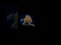 Sesame Street Episode 2475 Ending