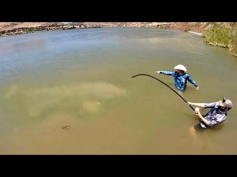 The BIGGEST FRESHWATER FISH CAUGHT ON YOUTUBE?! (600 LBS)