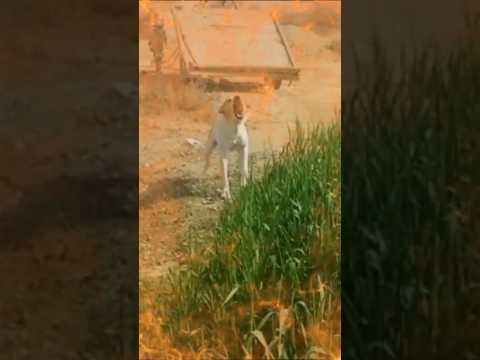Prank with angry dog 😂😆🤣#shorts2