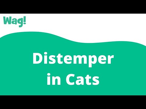 Distemper in Cats | Wag!