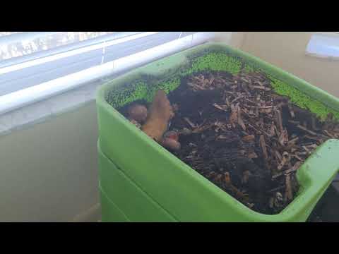 Hot Frog Living Composter Day 303 - Baiting the Starving Tier + Feeding Tiers 3/4 - Vermicomposting