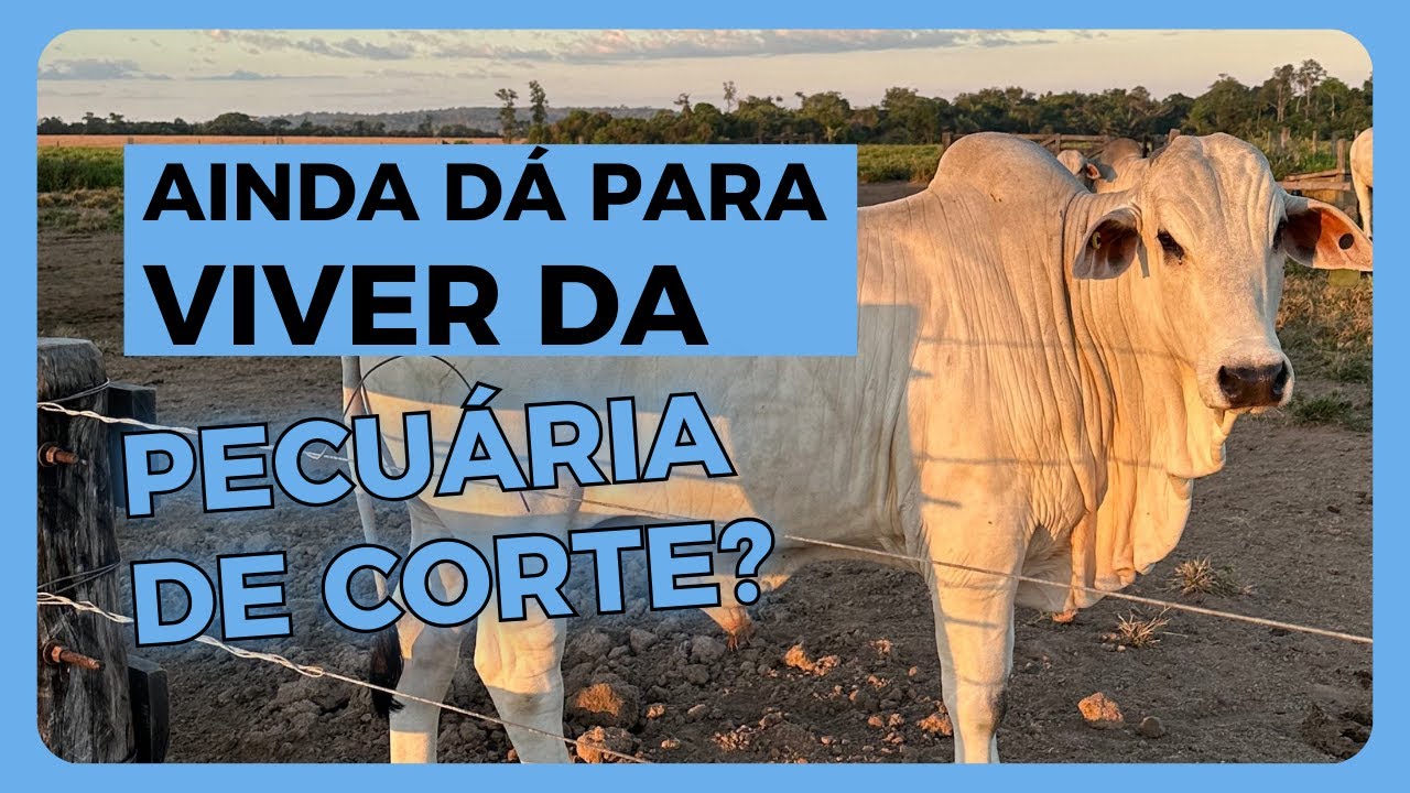 Vale a pena viver da PECUÁRIA DE CORTE? Assista aqui completo e entenda o CICLO PECUÁRIO.