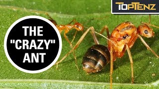 Top 10 Invasive Species That Are Only Invasive Because of Us