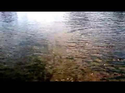 Dolphin Greetings from Captiva!