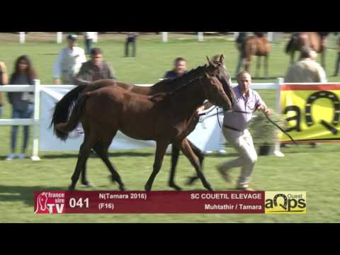 Show AQPS Le Lion 2016 : Lot 41 - N(Tamara 2016)