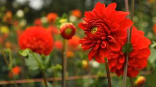 Download lagu Award Winning Dahlias from Dan's Dahlias mp3