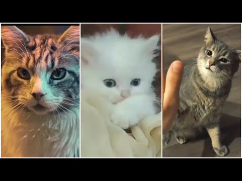 Funny Cats and Cute Kittens Videos - EPISODE #1 | Cats Reels & Tiktok Compilation
